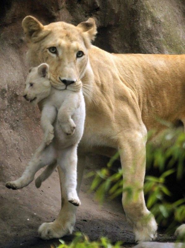 La lionne et son petit
