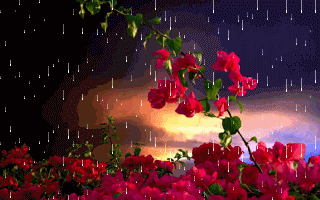 La pluie et les fleurs